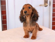 Miniature_Dachshund_9209
