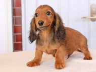 Miniature_Dachshund_9214
