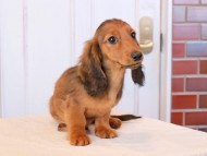 Miniature_Dachshund_9217