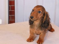 Miniature_Dachshund_9234 Miniature_Dachshund_9234