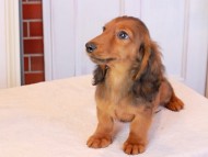 Miniature_Dachshund_9236