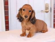 Miniature_Dachshund_9242