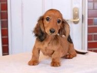 Miniature_Dachshund_9243