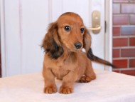 Miniature_Dachshund_9244