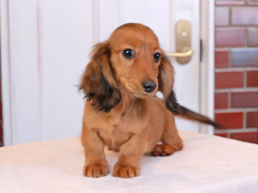 ミニチュアダックスフンド ひまわり&フレディーの子犬 レッド 男の子（3）