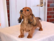 Miniature_Dachshund_9252