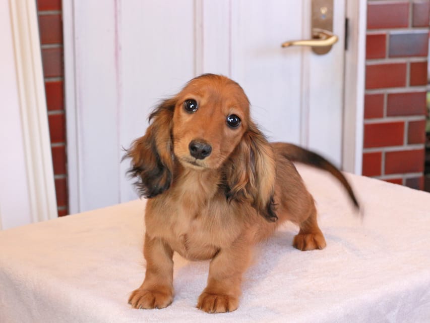 ミニチュアダックスフンド ひまわり&フレディーの子犬 レッド 男の子（3）