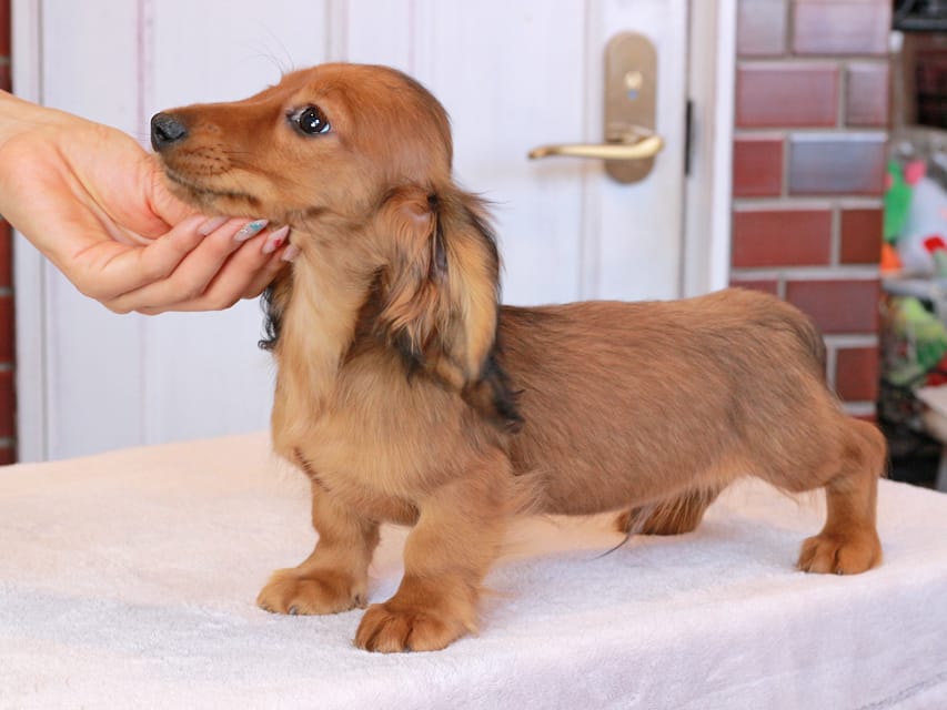 ミニチュアダックスフンド ひまわり&フレディーの子犬 レッド 男の子（3）