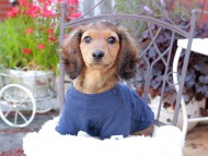 Miniature_Dachshund_9335