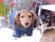 Miniature_Dachshund_9339