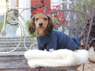 Miniature_Dachshund_9344