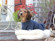 Miniature_Dachshund_9349