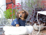 Miniature_Dachshund_9354
