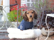 Miniature_Dachshund_9357