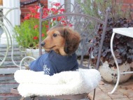 Miniature_Dachshund_9369