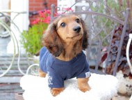 Miniature_Dachshund_9371