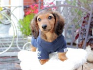 Miniature_Dachshund_9373