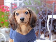 Miniature_Dachshund_9382