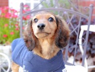 Miniature_Dachshund_9391
