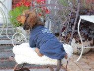 Miniature_Dachshund_9398