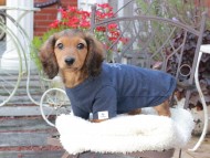Miniature_Dachshund_9409
