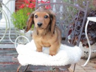 Miniature_Dachshund_9429