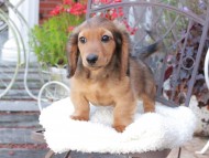 Miniature_Dachshund_9433
