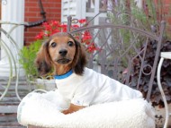 Miniature_Dachshund_9442 Miniature_Dachshund_9442