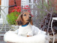 Miniature_Dachshund_9447 Miniature_Dachshund_9447