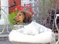 Miniature_Dachshund_9454