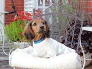 Miniature_Dachshund_9457