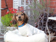 Miniature_Dachshund_9460