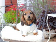 Miniature_Dachshund_9468