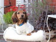 Miniature_Dachshund_9487