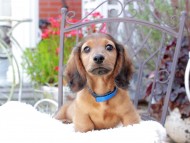 Miniature_Dachshund_9550
