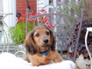 Miniature_Dachshund_9554