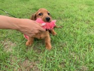 Miniature_Dachshund_9683 Miniature_Dachshund_9683