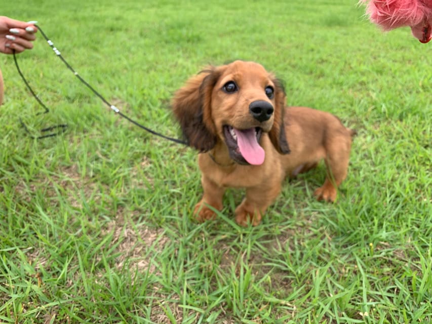 ミニチュアダックスフンド ポー&アースの子犬 レッド 男の子（2）