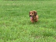 Miniature_Dachshund_9696