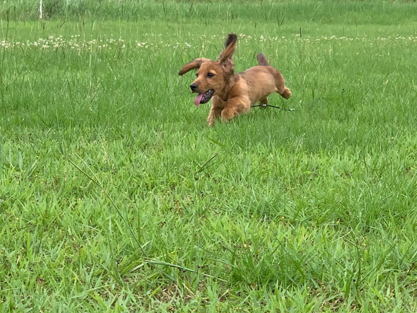 ミニチュアダックスフンド ポー&アースの子犬 レッド 男の子（2）
