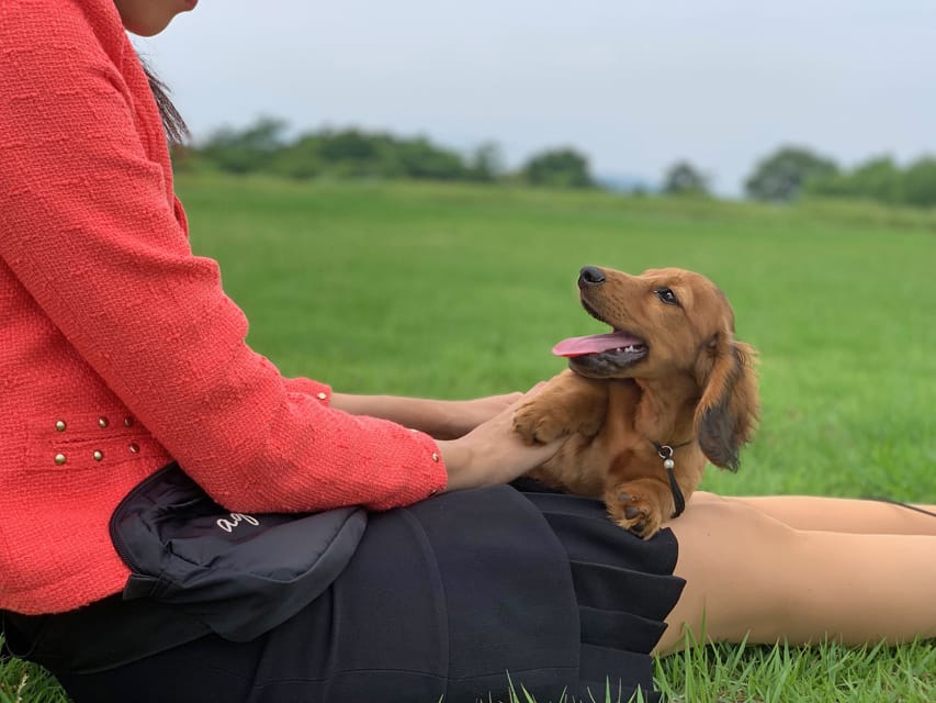 ミニチュアダックスフンド ポー&アースの子犬 レッド 男の子（2）