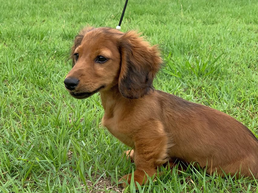 ミニチュアダックスフンド ポー&アースの子犬 レッド 男の子（2）