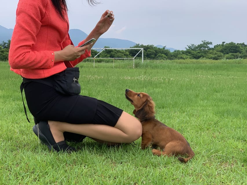 ミニチュアダックスフンド ポー&アースの子犬 レッド 男の子（2）