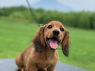 Miniature_Dachshund_9833