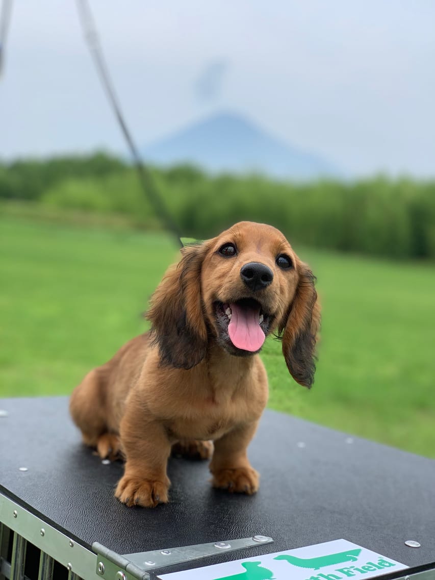 ミニチュアダックスフンド ポー&アースの子犬 レッド 男の子（2）