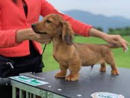 Miniature_Dachshund_9846 Miniature_Dachshund_9846