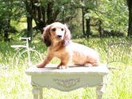 Miniature_Dachshund_9879