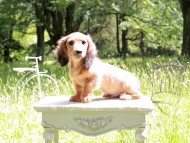 Miniature_Dachshund_9880