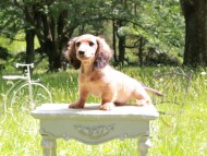 Miniature_Dachshund_9888