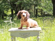 Miniature_Dachshund_9890